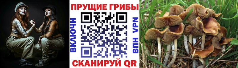 ссылка на мегу маркетплейс  где купить наркоту  Улан-Удэ  Галлюциногенные грибы мицелий 